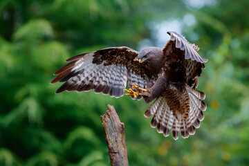 Common Buzzard (Buteo buteo) flying in the forest of Noord Brabant in the Netherlands searching for food. Green forest background.