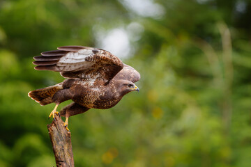 Common Buzzard (Buteo buteo) flying in the forest of Noord Brabant in the Netherlands searching for...
