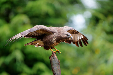 Common Buzzard (Buteo buteo) flying in the forest of Noord Brabant in the Netherlands searching for food. Green forest background.
