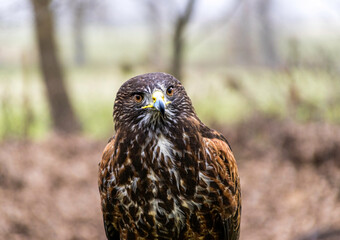 Greifvogel
