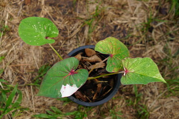 caladium leaves in pot great plant for decorate garden