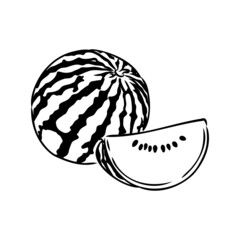 Hand drawn vector illustration - watermelon . Design elements in sketch style watermelon vector sketch