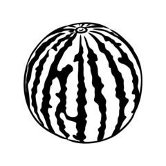 Hand drawn vector illustration - watermelon . Design elements in sketch style watermelon vector sketch