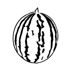 Hand drawn vector illustration - watermelon . Design elements in sketch style watermelon vector sketch