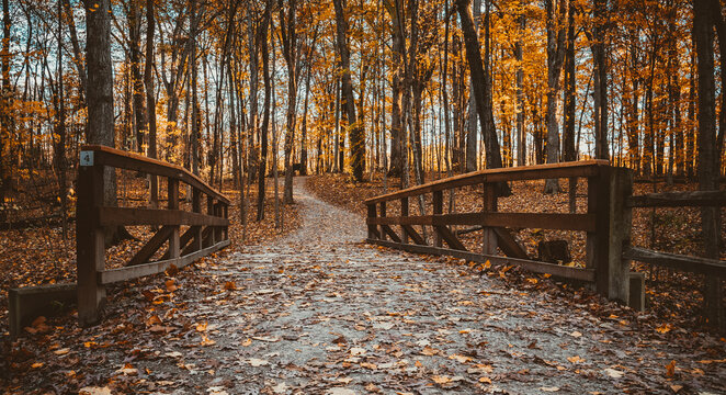 Beautiful photo of a boardwalk with autumn leaves and