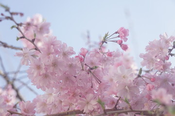 桜