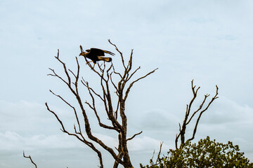 Carcará hawk in the city of Carrancas, State of Minas Gerais, Brazil