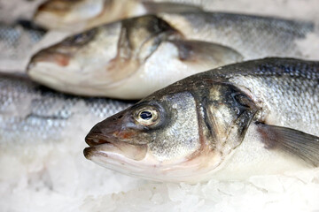 Sea bass in the ice. Fresh fish in a store, concept of healthy food with omega fats, fishing industry