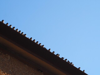 concentraci&oacute;n de gonlondrinas sobre el tejado del recinto  de espacios naturales, a su regraso por primavera, l&eacute;rida, espa&ntilde;a, europa