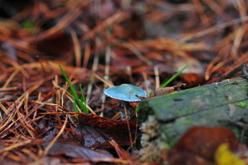 Blue-green stropharia is conditionally edible mushroom, grows in mixed forests. It is also called the roundhead.