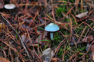 Blue-green stropharia is conditionally edible mushroom, grows in mixed forests. It is also called...
