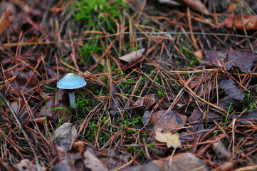 Blue-green stropharia is conditionally edible mushroom, grows in mixed forests. It is also called the roundhead.