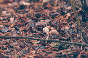 Mushrooms growing in the autumn forest. Rainy day, wet ground.