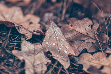 Dew drops on dry oak leaves lying on the ground. Autumn forest. Mushroom season.
