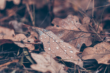 Dew drops on dry oak leaves lying on the ground. Autumn forest. Mushroom season.
