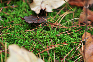 Photo of green moss in the autumn forest. Walk in the fresh air.