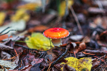 Mushrooms growing in the autumn forest. Rainy day, wet ground.