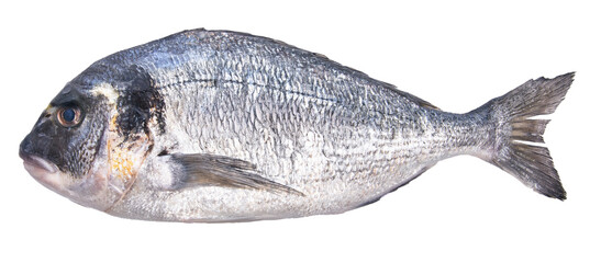  Single uncooked fish over white isolated background