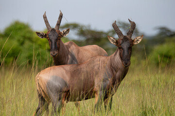 Two topi, antelope in the bush looking at camera. African wildlife