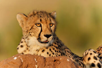 Cheetah (Acinonyx jubatus). Young cheetah sitting on a termite hill in warm light in the late afternoon in Mashatu Game Reserve in the Tuli Block in Botswana