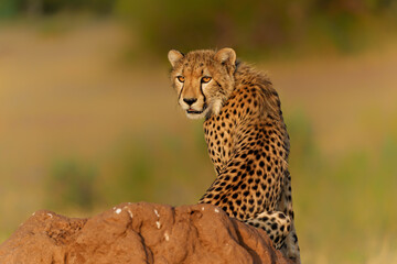 Cheetah (Acinonyx jubatus). Young cheetah sitting on a termite hill in warm light in the late afternoon in Mashatu Game Reserve in the Tuli Block in Botswana