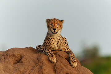 Cheetah (Acinonyx jubatus). Young cheetah sitting on a termite hill in warm light in the late afternoon in Mashatu Game Reserve in the Tuli Block in Botswana