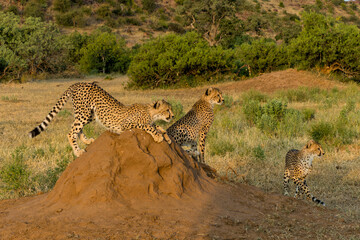 Cheetah (Acinonyx jubatus). Young cheetah sitting on a termite hill in warm light in the late afternoon in Mashatu Game Reserve in the Tuli Block in Botswana