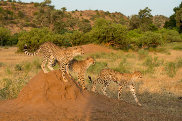Cheetah (Acinonyx jubatus). Young cheetah sitting on a termite hill in warm light in the late...