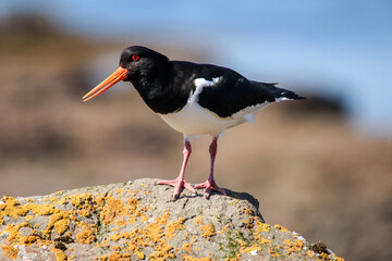 Closeup of a Eurasian oystercatcher standing on a rock covered with moss