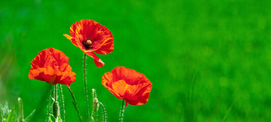 Red poppies in a field on a background of green grass. Copy space