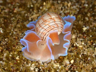 Beautiful pink bubble snail in Reunion island during night dive