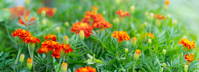 Fototapeta premium Marigold bush in the garden on the flowerbed