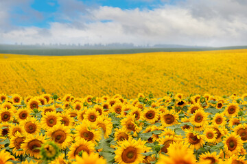 Field with yellow sunflowers and blue sky with white clouds over the field