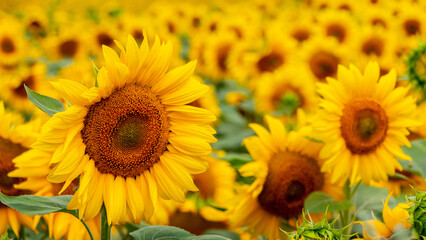 Yellow sunflowers close up in a field during flowering