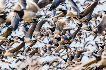 Barnacle goose