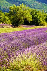 Fototapeta na wymiar lavender fields during summer in Vaucluse in located in the Provence-Alpes-Côte d'Azur region in France