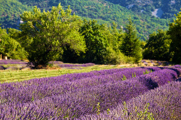 lavender fields during summer in Vaucluse in located in the Provence-Alpes-Côte d'Azur region in France