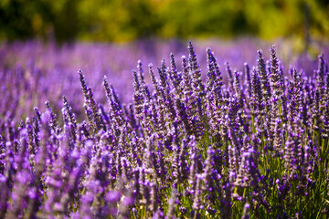 Obraz premium lavender fields during summer in Vaucluse in located in the Provence-Alpes-Côte d'Azur region in France