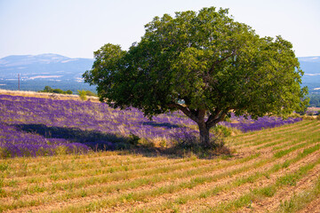 lavender fields during summer in Vaucluse in located in the Provence-Alpes-C&ocirc;te d'Azur region in France