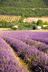 Fototapeta na wymiar lavender fields during summer in Vaucluse in located in the Provence-Alpes-Côte d'Azur region in France
