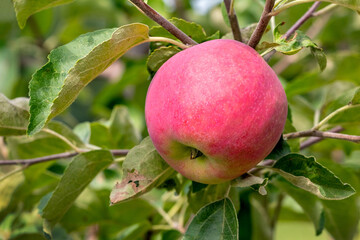 Big ripe red apple in the garden on a tree