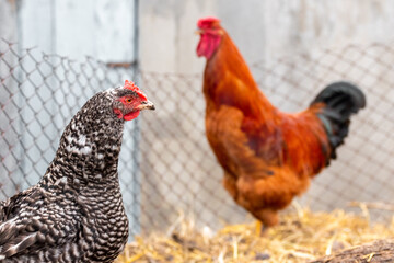 Rooster and chicken on a farm near a metal fence. Breeding chickens