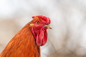Brown rooster close up on blurred background, portrait of rooster in profile