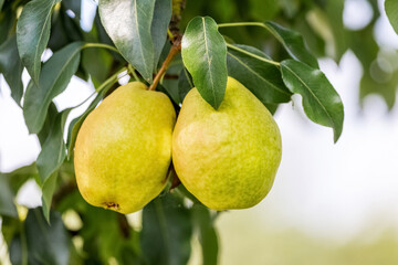 Ripe pears on a tree close up. Pear harvest