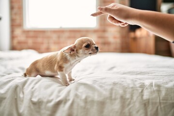 Beautiful small chihuahua puppy standing on the bed curious and happy, healthy cute babby dog at home