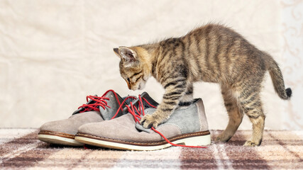 A small kitten is playing with men's shoes © Volodymyr