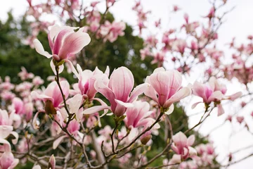 Foto op Canvas Magnolia tree blossom in springtime. Perfect Spring Concept Background © яна винникова