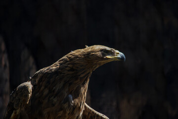 Closeup shot of a golden eagle on a dark background
