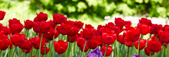 Fototapeta na wymiar Beautiful tulip flowers blooming in a garden. Beauty tulip plant in the spring garden in rays of sunlight in nature. Blur background with bokeh image, selective focus