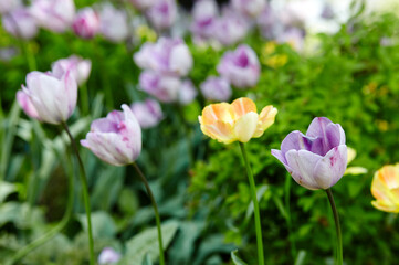 Obraz na płótnie Canvas Beautiful tulip flowers blooming in a garden. Beauty tulip plant in the spring garden in rays of sunlight in nature. Blur background with bokeh image, selective focus